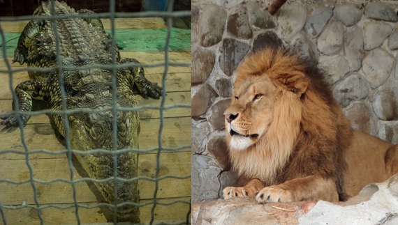 Чаус за лева, Примаков за крокодила: як допомогти тваринам менського зоопарку у війну