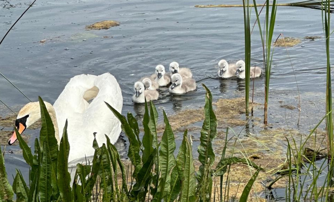 Сім'я лебедів «прописалась» на ставку в Ічні