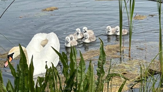 Сім'я лебедів «прописалась» на ставку в Ічні