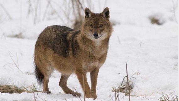 На Чернігівщині у лісі мисливці застрелили шакала