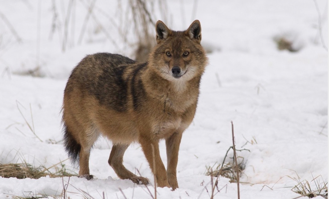 На Чернігівщині у лісі мисливці застрелили шакала