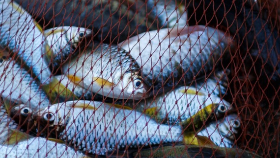 За майже пів кілограма риби — 14 тис. грн штрафу: на Чернігівщині піймалися два браконьєри