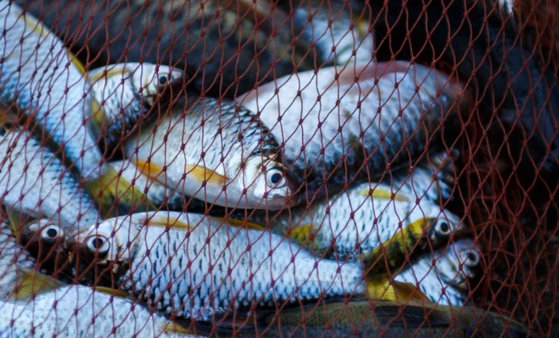 За майже пів кілограма риби — 14 тис. грн штрафу: на Чернігівщині піймалися два браконьєри