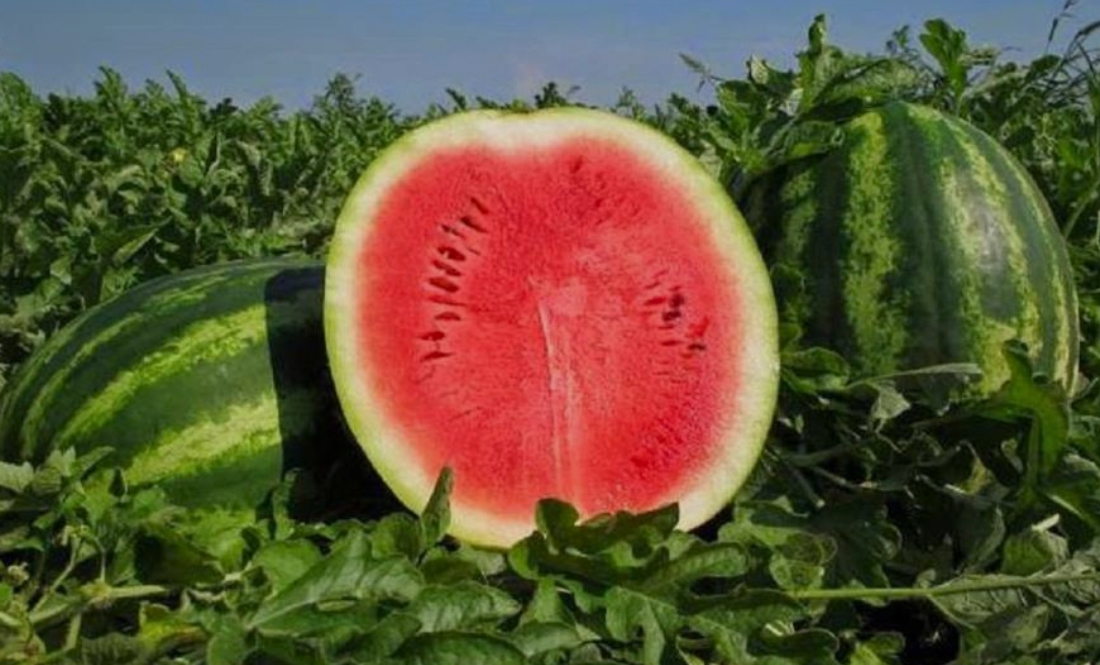 Чоловік із Чернігівщини продав п’ять тонн кавунів