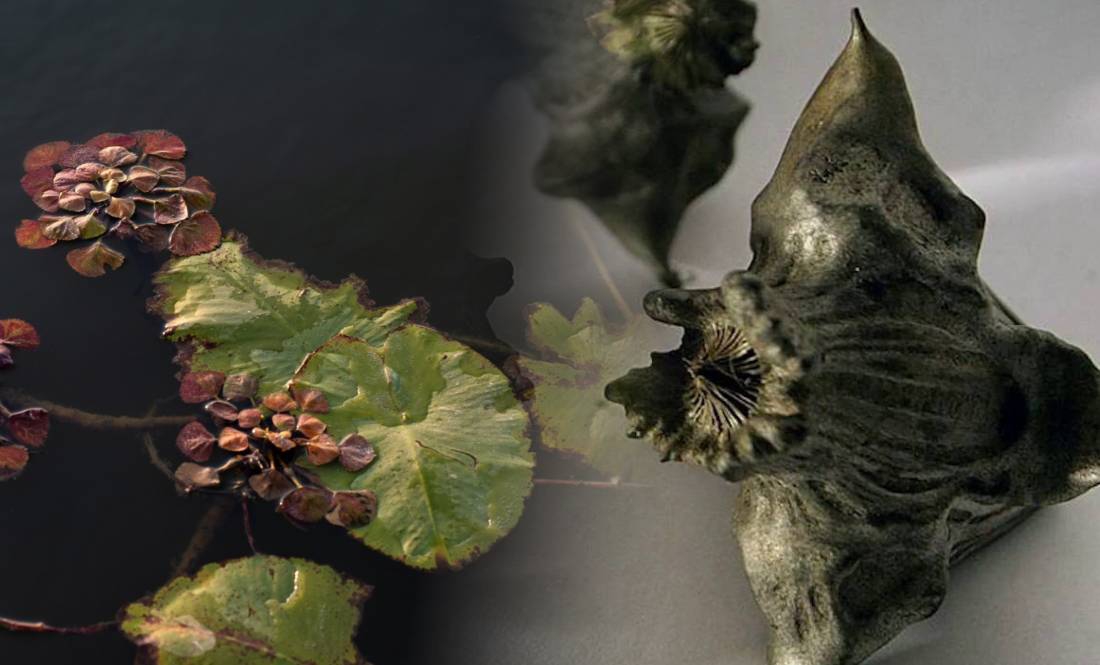 «Чортовий горіх»: на Чернігівщині росте реліктова червонокнижна рослина