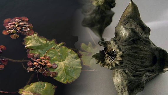 «Чортовий горіх»: на Чернігівщині росте реліктова червонокнижна рослина