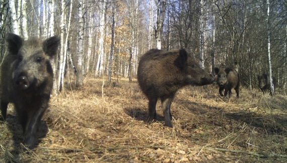 Російський телеграм-канал стверджує, що дикий кабан убив російського розвідника у Чорнобильській зоні