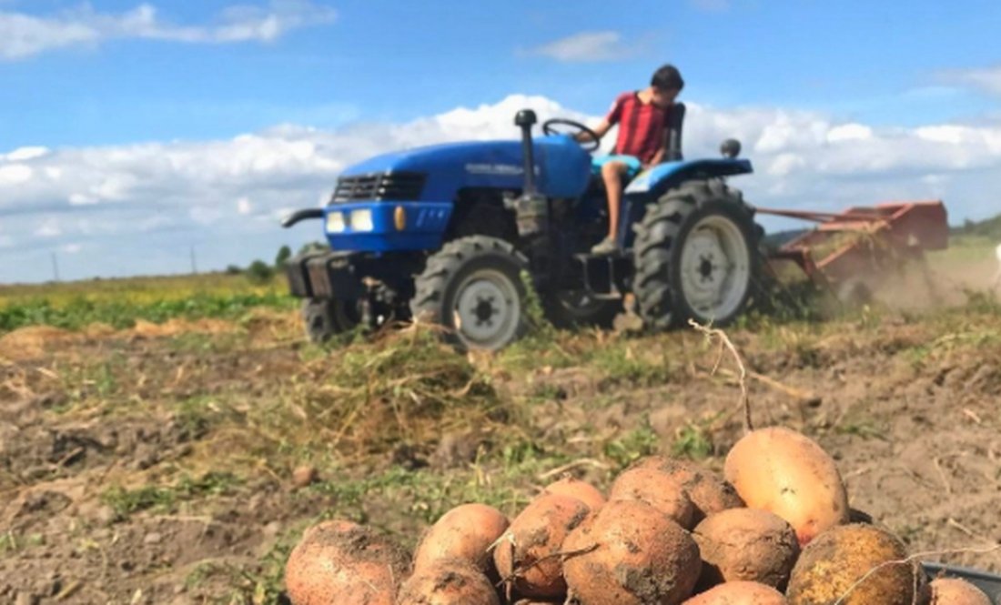 Викопати картоплю комбайном  чи тракторцем: скільки гривень беруть за сотку