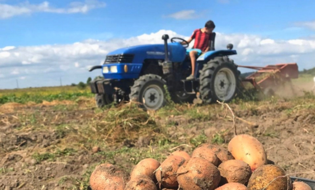Викопати картоплю комбайном чи тракторцем: скільки гривень беруть за сотку