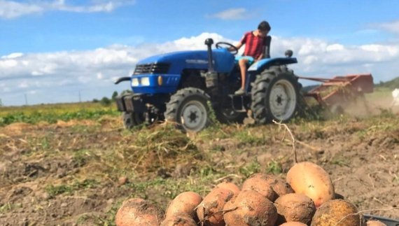 Викопати картоплю комбайном  чи тракторцем: скільки гривень беруть за сотку