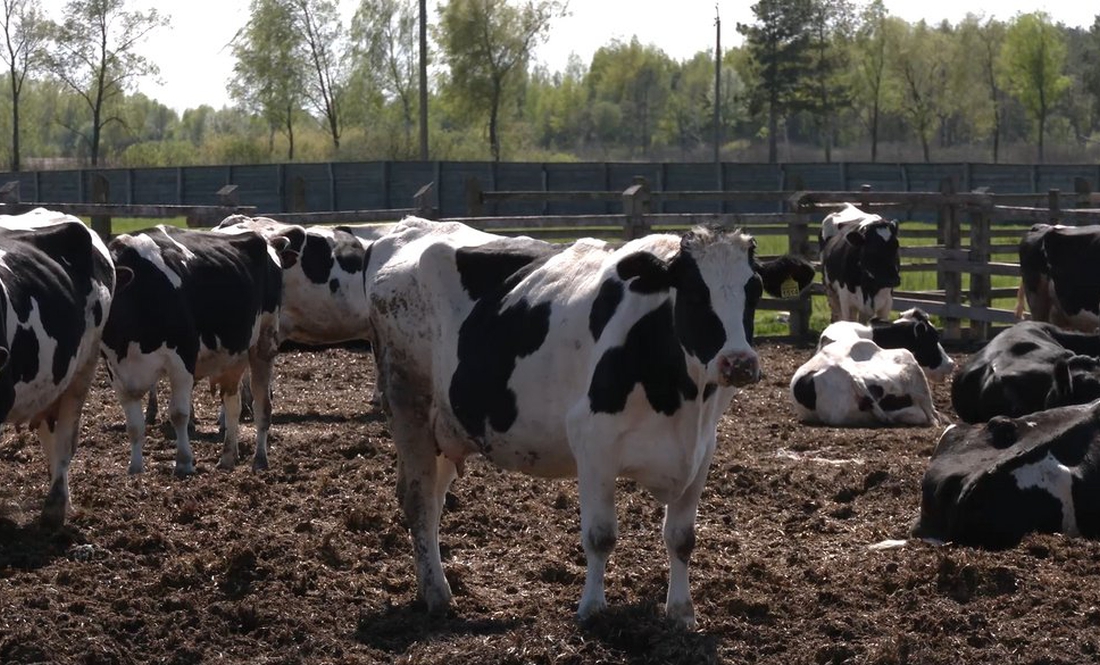 Чернігівщина випала з трійки найбільших в Україні виробників молока