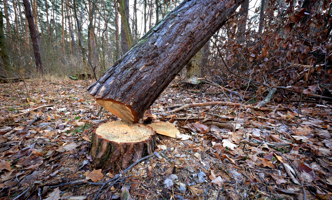 У прикордонні Чернігівщини нелегально нарубали дерев на 3 мільйони