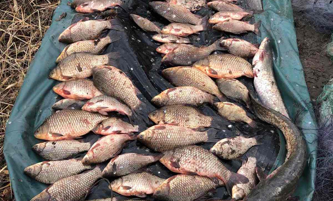 На Чернігівщині браконьєри незаконно наловили риби на 118 тисяч гривень
