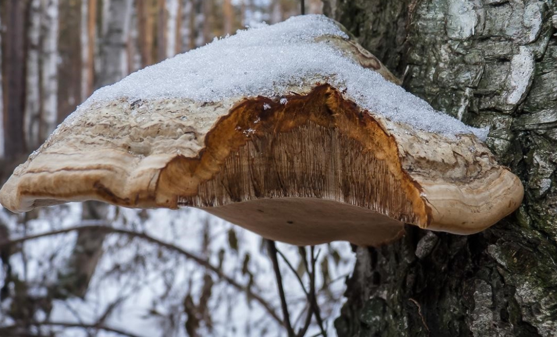 На Чернігівщині ростуть гриби, які не бояться морозів