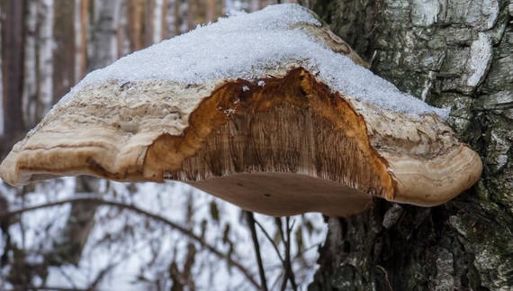 На Чернігівщині ростуть гриби, які не бояться морозів