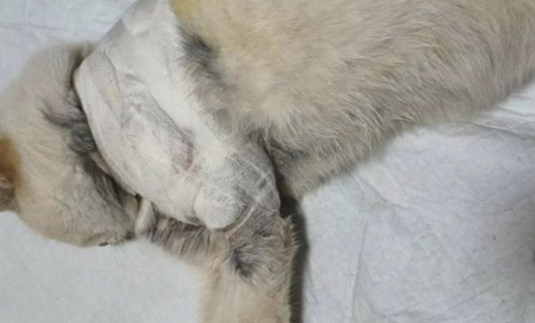 У кота Зефіра стріляли впритул впритул