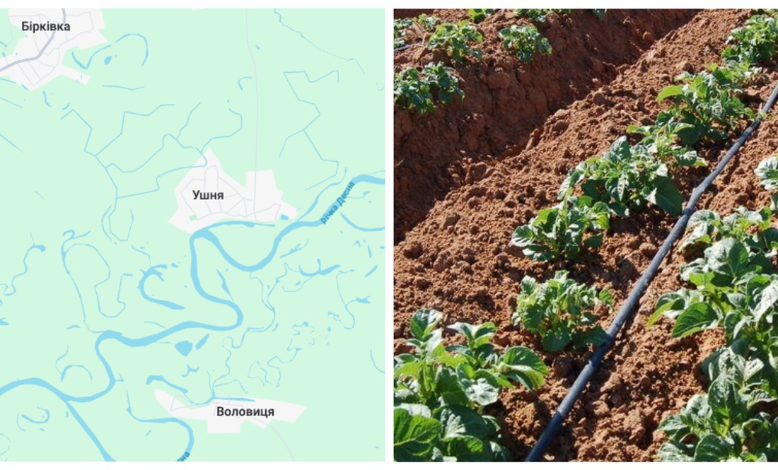 Менське агропідприємство хоче брати воду з Десни і вирощувати насіння картоплі