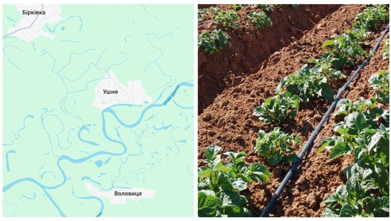 Менське агропідприємство хоче брати воду з Десни і вирощувати насіння картоплі