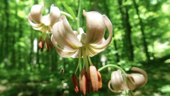 На Чернігівщині можна побачити червонокнижну рослину — лілію лісову