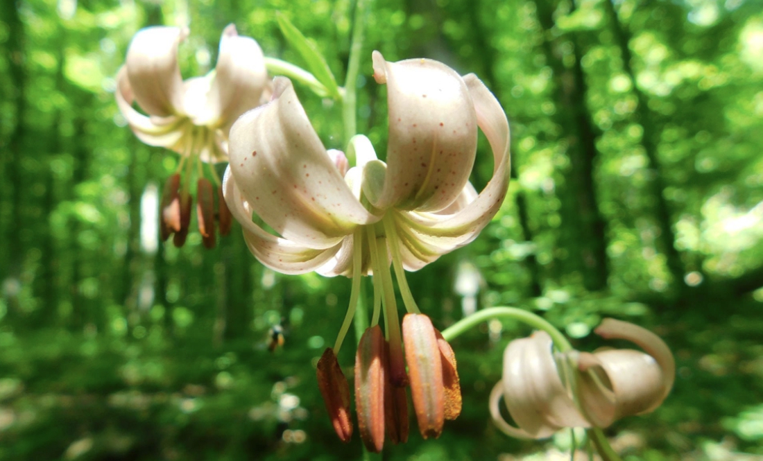 На Чернігівщині можна побачити червонокнижну рослину — лілію лісову