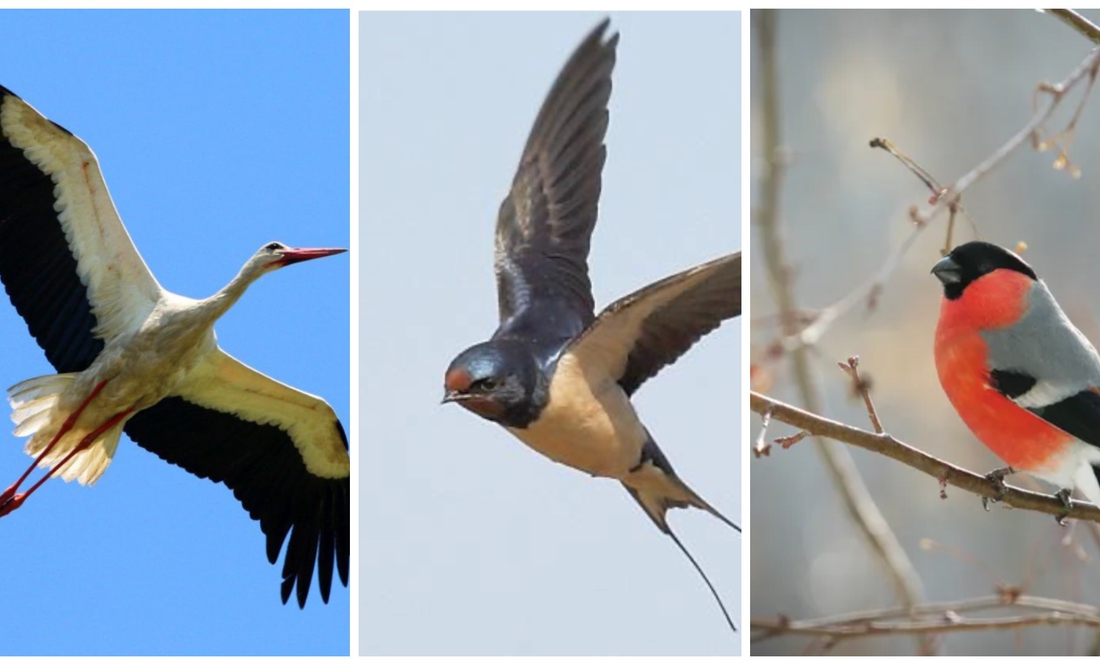 Ластівки та лелеки полетіли: за кілька тижнів з’являться снігурі
