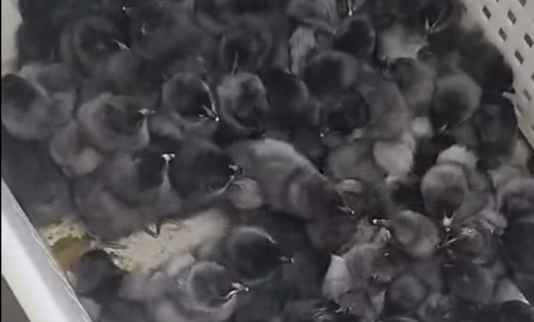 Несуть шоколадні й зелені яйця: на Чернігівщині продають незвичних курчат