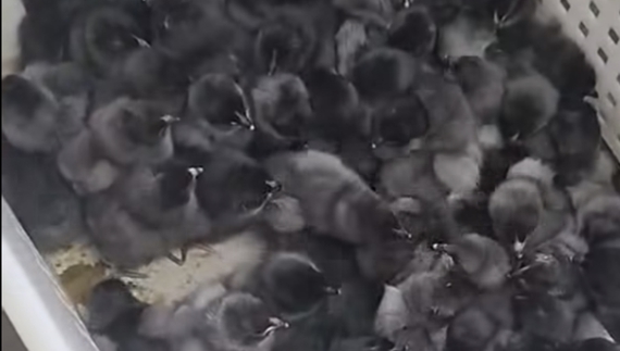 Несуть шоколадні й зелені яйця: на Чернігівщині продають незвичних курчат