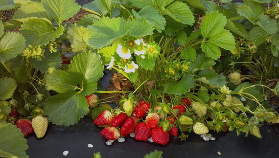 Фермер із Чернігівщини відмовився від ремонтантної полуниці - нерентабельна