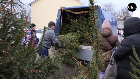 У переддень Різдва і нового року великим попитом користуються ялинки і сосни