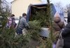 У переддень Різдва і нового року великим попитом користуються ялинки і сосни