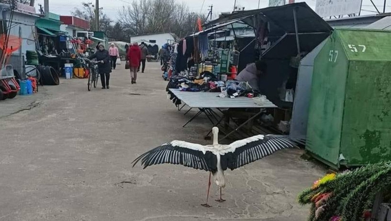 Лелека Герда знову на вулицях міста