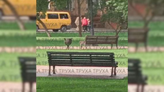 Працівники ТЦК затягнули чоловіка у жовтий бус: реакція чернігівців