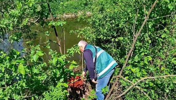 У прикордонній громаді незаконно попиляли дерева