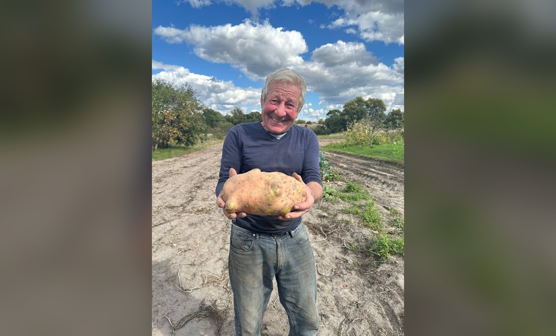 Картоплину майже 2 кг виростили на Чернігівщині: який сорт