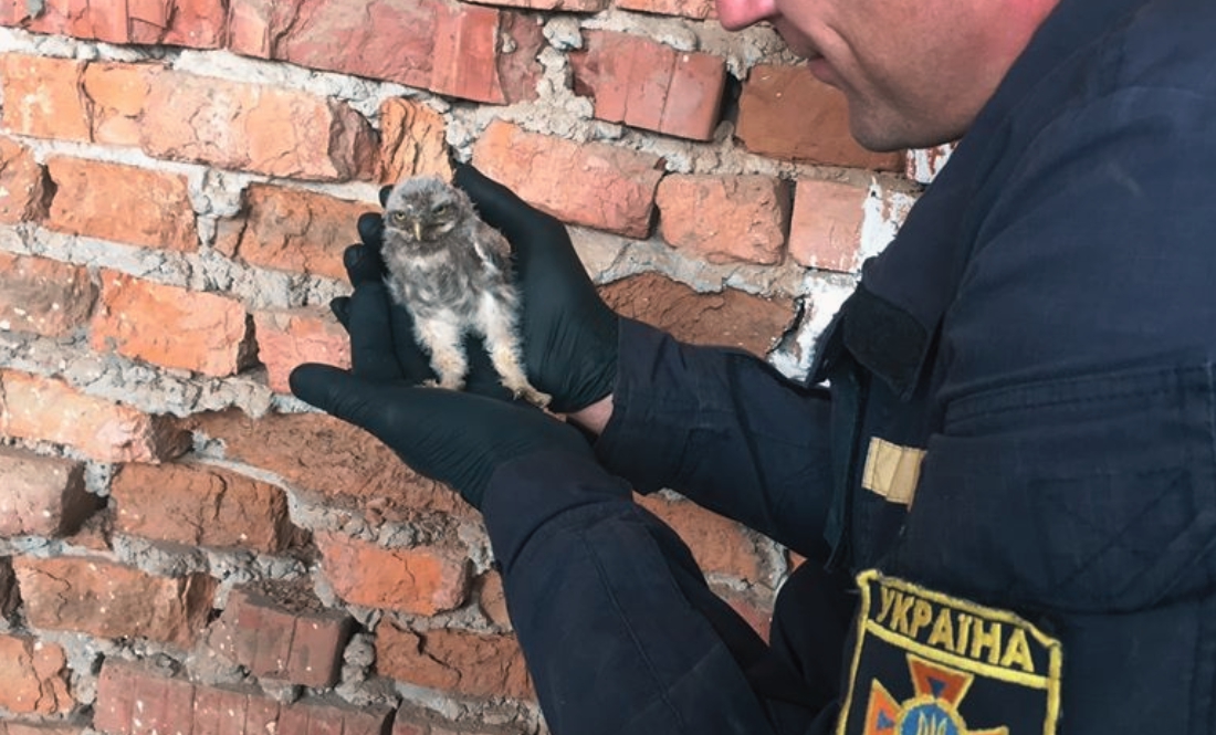 У Ніжині врятували маленьке совенятко