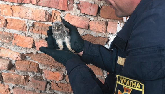 У Ніжині врятували маленьке совенятко