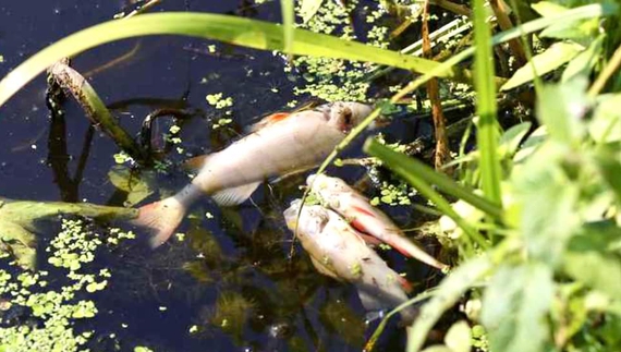 На одній із річок на Чернігівщині гине риба