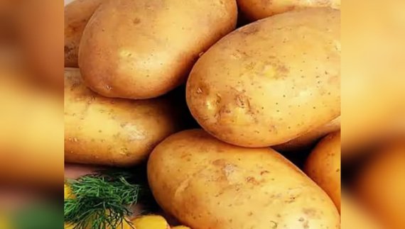 Чоловік продає картоплю «Королева Анна» з Бахмута: на посадку