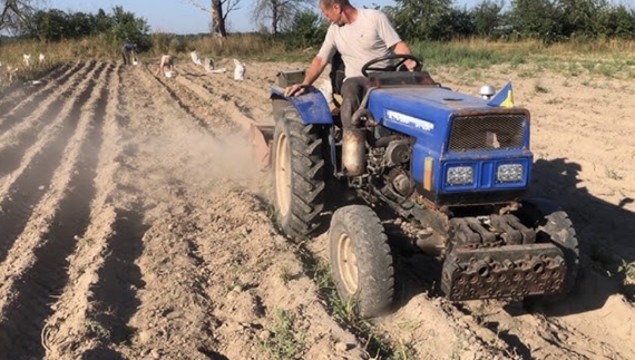 Цього року на Чернігівщині планують зібрати мільйон тонн бульб: яка гуртова ціна?