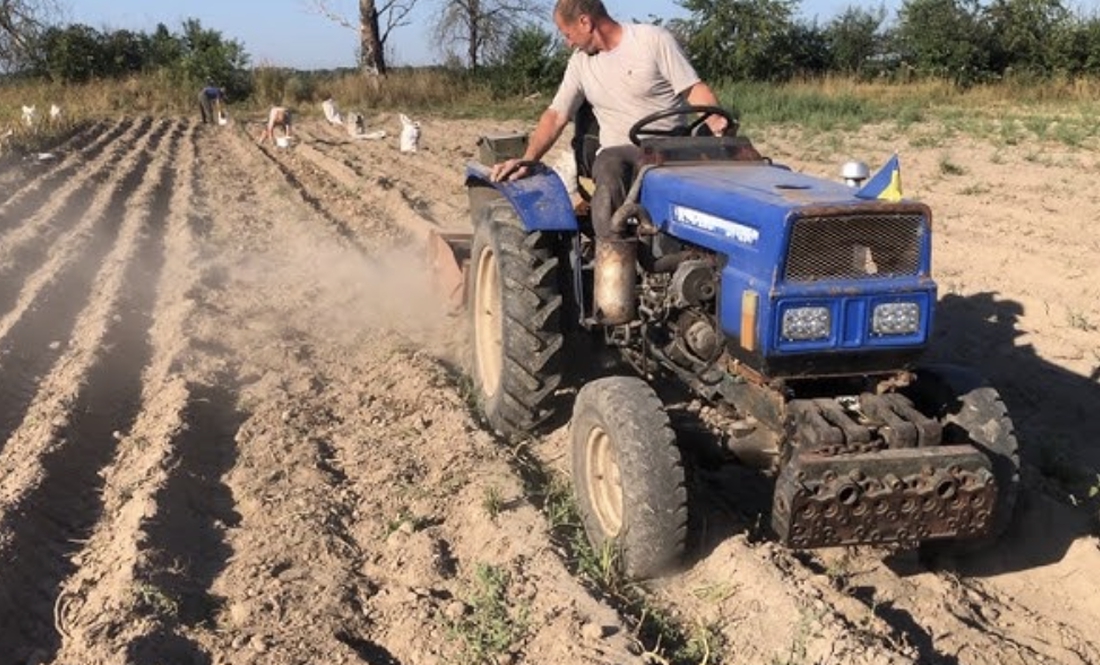 Цього року на Чернігівщині планують зібрати мільйон тонн бульб: яка гуртова ціна?