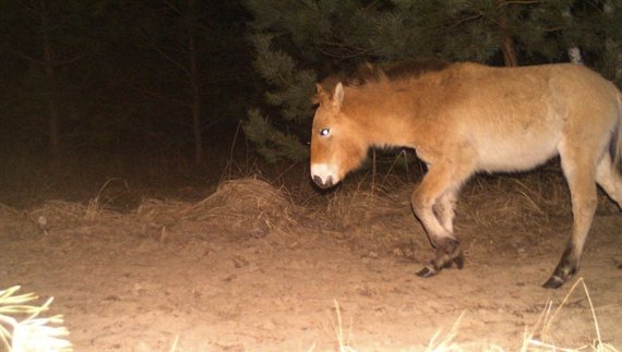 Як виглядає житель степів - кінь Пржевальського - у лісах Чорнобиля?