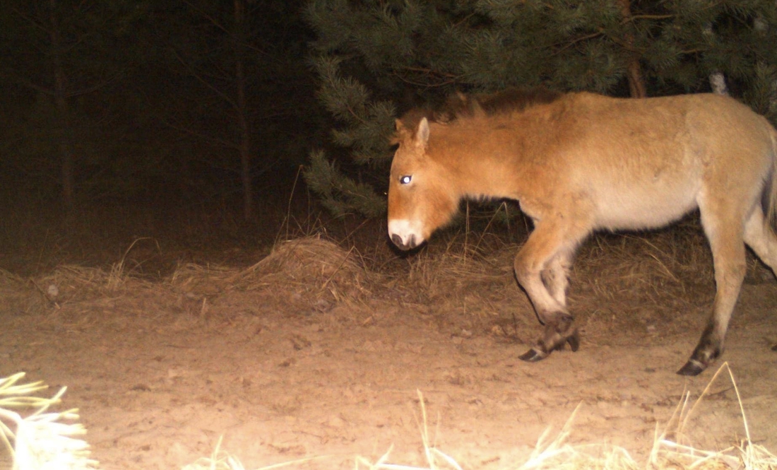 Як виглядає житель степів - кінь Пржевальського - у лісах Чорнобиля?