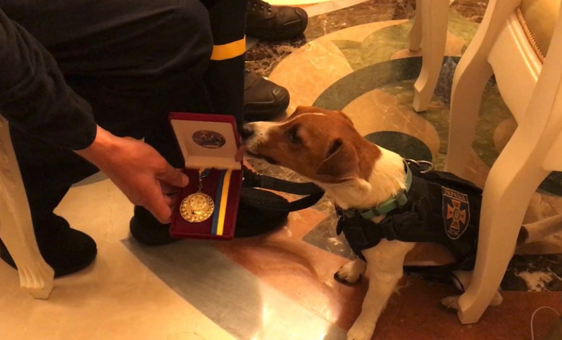 Пес-піротехнік Патрон отримав медаль від Зеленського