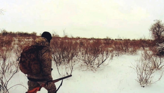 На Чернігівщині дозволили відстріл одного з хижаків. Фото ілюстративне