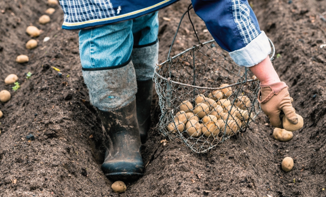 Коли селяни з Чернігівщини садять картоплю, щоб добре родила