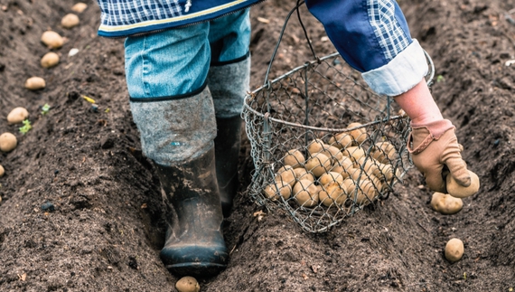 Коли селяни з Чернігівщини садять картоплю, щоб добре родила