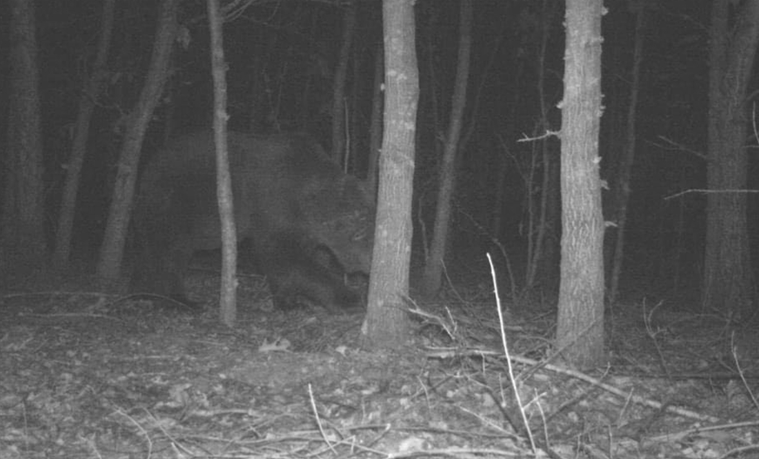 У Чорнобильському заповіднику міжнародні дослідники помітили велику рідкість: бурого ведмедя