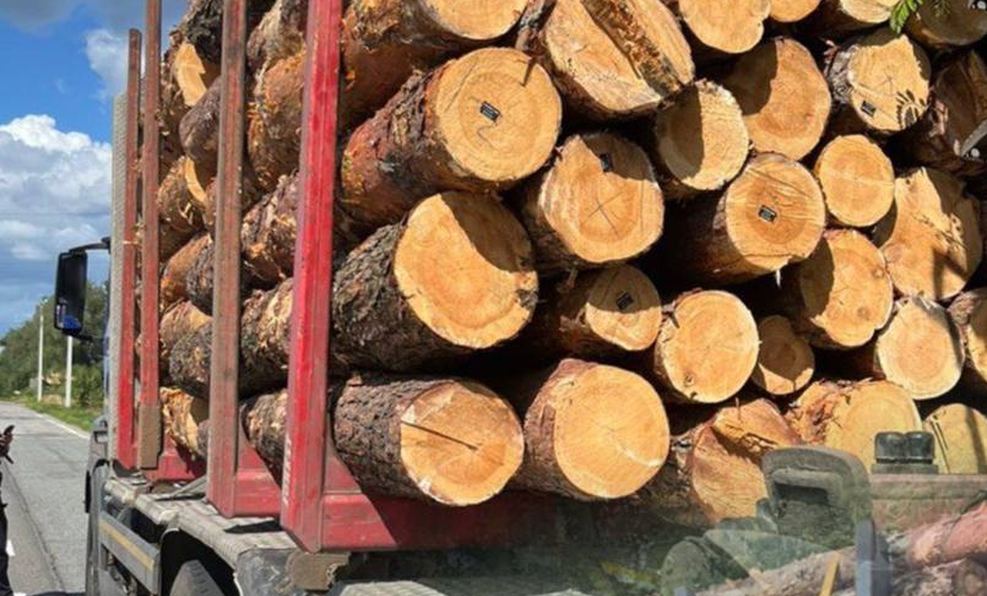 На Чернігівщині патрульні викрили дві спроби незаконного перевезення деревини