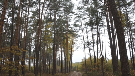 На Чернігівщині суд повернув державі 300 га лісу