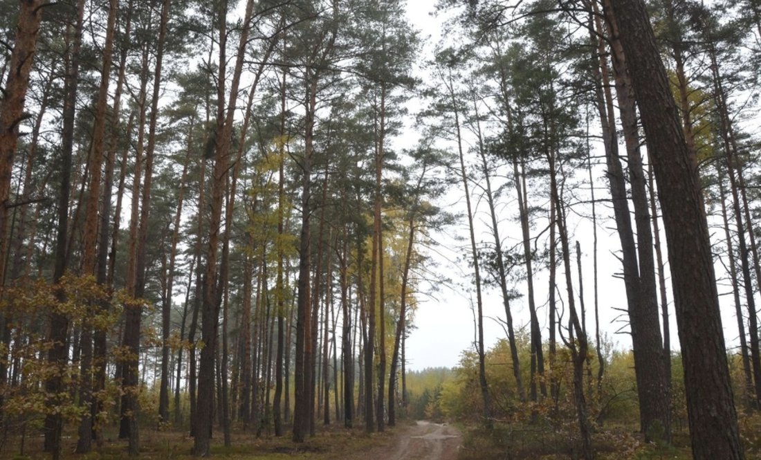 На Чернігівщині суд повернув державі 300 га лісу